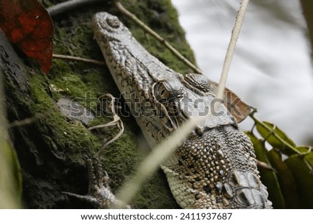 A baby saltwater crocodile, scientifically known as Crocodylus porosus, is an adorable yet potentially dangerous reptile. Saltwater crocodiles are the largest living reptiles in the world. 
