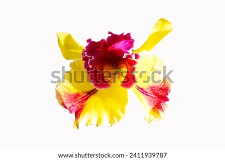 Close-up of single cattleya orchid flower isolated on white background. Genus of flowering plants in orchid family. Spread from Costa Rica to Argentina. Cattley, was able to grow this plant to flower.