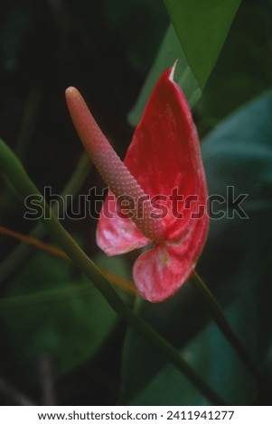 Anthurium, exotic flower in a garden in the Guaramiranga mountain range, Ceará, Brazil.