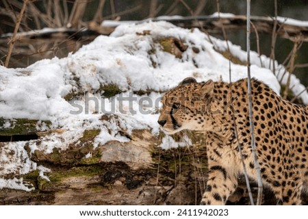 The cheetah (Acinonyx jubatus) is a carnivorous mammal of the cat family. Cheetah on a background of snow