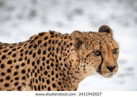 The cheetah (Acinonyx jubatus) is a carnivorous mammal of the cat family. Cheetah on a background of snow