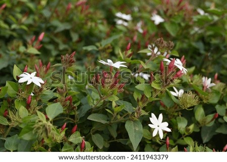 Chandni(white moon like) flowers shrub as in Khusro(name) garden