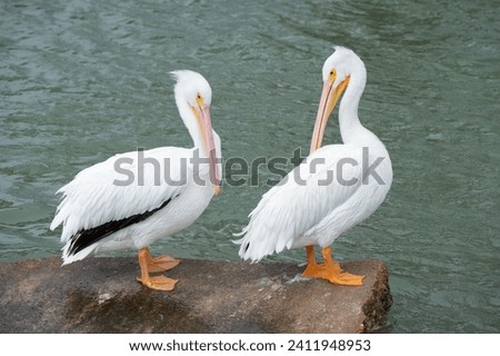 Two American White Pelicans, pelecanus erythrorhynchos, perched on a rock in Galveston Bay, Texas. Royalty-Free Stock Photo #2411948953