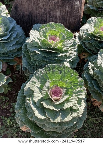green kale plant background picture Mountain vegetables without toxic substances