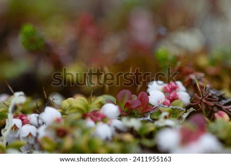 Flower of a lingonberry or cranberry growing on cryptogamic mat in the arctic tundra. It is a low evergreen shrub with creeping horizontal roots Royalty-Free Stock Photo #2411955163
