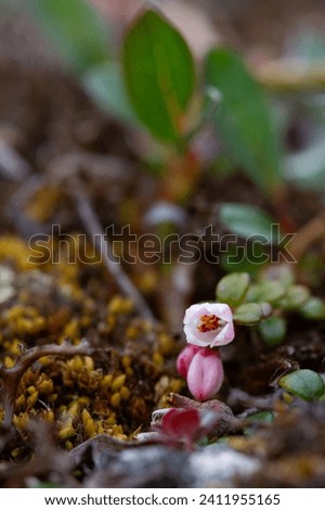 Flower of a lingonberry or cranberry growing on cryptogamic mat in the arctic tundra. It is a low evergreen shrub with creeping horizontal roots  Royalty-Free Stock Photo #2411955165