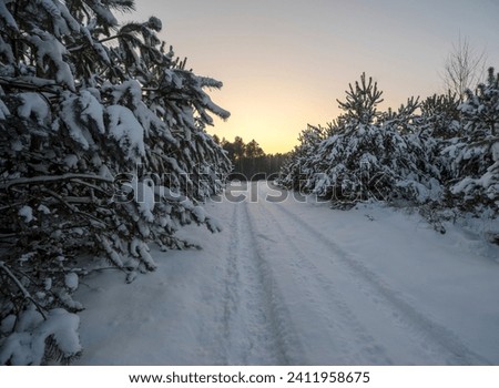 Snow-covered forest at sunset time. A forest track worn through the snow.A curving road leading through a snowy coniferous forest. Approaching dusk in the bosom of nature. Royalty-Free Stock Photo #2411958675