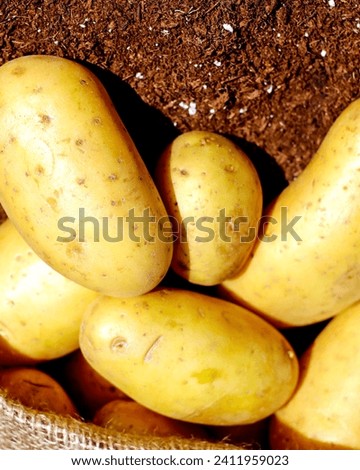 Potato picture high quality vegetable picture 