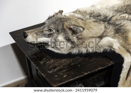 Wolf pelt lay on the dark wooden dresser Royalty-Free Stock Photo #2411959079