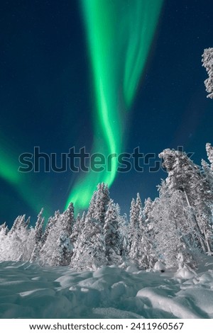 Dancing green aurora over snowy pines