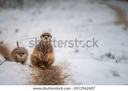 Meerkat (Suricata suricatta)  in ZOO, winter time with snow. 