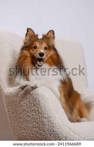 Shetland Sheepdog sitting on chair in studio with white background