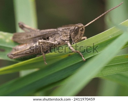 Grasshopper on a blade of grass in the meadow.