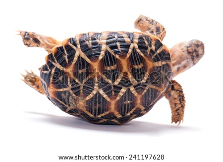 Tortoises upside-down isolated on white background