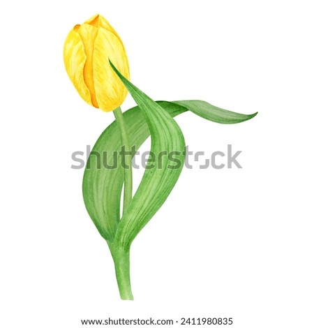 Yellow tulip. Watercolor hand drawn illustration of spring symbol, golden flower. Clip art for Easter, Mothers Day, Womens Day, March 8 cards, wedding, farmer and floristic prints, travelbook, packing