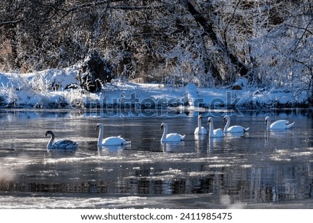 Flock of 6 swans (Cygnus olor) gliding on freezing water Ruhr river in Sauerland, Germany on a cold winter morning. Snowy and romantic scenery in natural reserve with bright sunlight and water fowl Royalty-Free Stock Photo #2411985475