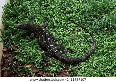 The crocodile monitor or Varanus salvadorii is endemic to Papua and Papua New Guinea. It is mainly found in the lowland rainforests, and swamps of these regions.
