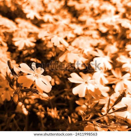 Blooming flowers in botanical garden, beautiful plants, floral background for text, orange photo