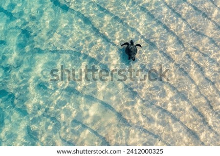 Turtle in Beach Kauai Hawaii Royalty-Free Stock Photo #2412000325