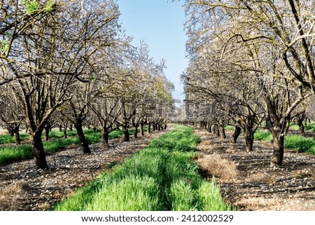 Blooming almond trees in the garden against the blue spring sky. Springtime concept