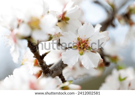 Blooming branches of almonds. Almond trees are covered with beautiful white and pink flowers. Early spring in Israel.