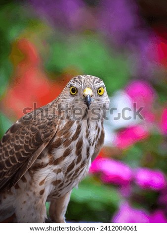 Close-up picture of Shikra bird.