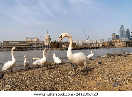 London Family of Swans on the South Bank with St Pauls and the Thames in the Background