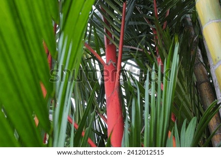 Red sealing wax palm, or lipstick palm, or Cyrtostachys renda, on the garden