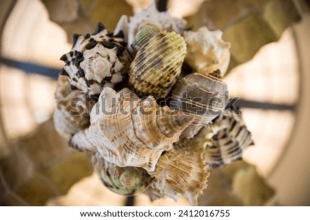 A large collection of handing shells pictured from below. 