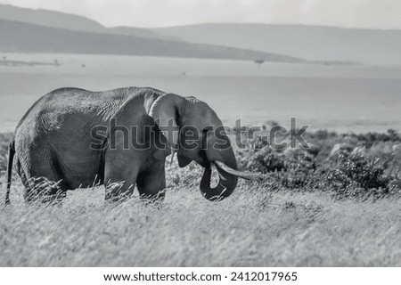 Monochrome picture of an elephant feeding at in the savanna at Masai Mara national park 
