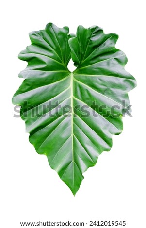 Green leaves pattern of tropical leaf plant isolated on white background,include clipping path