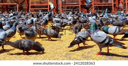 Pigeon birds enjoying a delightful meal, capturing the essence of urban wildlife. Close-up shot showcasing the bird's vibrant plumage and graceful feeding behavior. Ideal for nature enthusiasts. Royalty-Free Stock Photo #2412028363