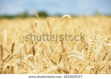 spikelets of golden wheat in the field. Ripe big golden ears of wheat on a yellow background of the field. nature. The idea of a rich summer harvest, agriculture, agro-industrial complex for food. Royalty-Free Stock Photo #2412029317