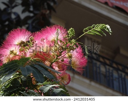 Japanese Acacia flowering in the summer of Palma de Mallorca.