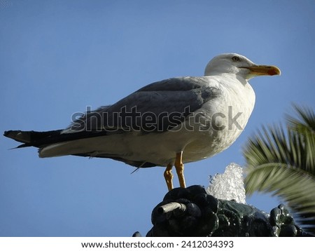 Seagull photographed up close on the cold holidays in Palma de Mayorca.