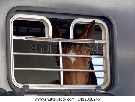 a closeup of the face of a chestnut brown horse through the bars of a window in a metal horse trailer on the side of the road Royalty-Free Stock Photo #2412038249