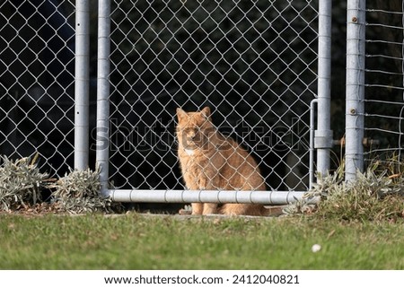 tiger domestic cat, yellow orange, sits behind garden fence door and wants to go out to discover the world, closed eyes, green meadow in the foreground, no people during the day