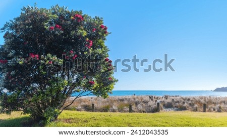 Pohutukawa tree at Mt Maunganui beach, New Zealand's native Christmas tree Royalty-Free Stock Photo #2412043535