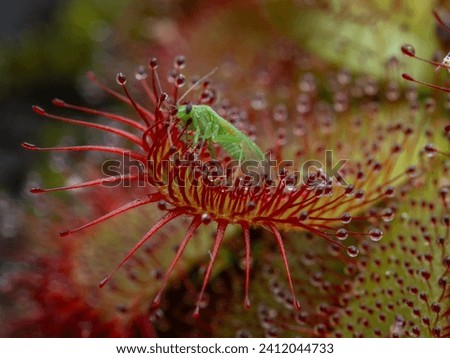 a tiny true bug (Hemiptera) trapped on the stalked glands covering the leaf of an Alice sundew plant (Drosera aliciae) which is curling around the bug Royalty-Free Stock Photo #2412044733