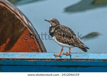 Turnstone shore bird looking for food around a boat and harbour Royalty-Free Stock Photo #2412046159