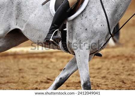 Close up of Horse and saddle, with a neutral background