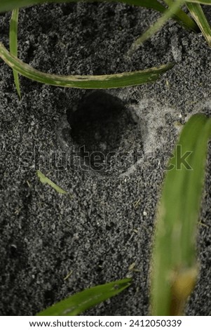 A closeup photograph of an anthill that was created on January 3,2024 at Black Point Wildlife Drive in the Merritt Island National Wildlife Refuge. 