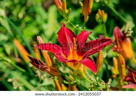 Day Lily (Hemerocallis) blooming in a garden Royalty-Free Stock Photo #2412055037