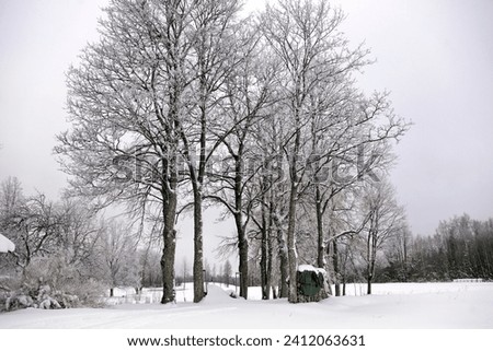 winter landscape with trees and bushes and snow