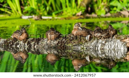 A family of wild ducks bask in the sun sitting on a log in the middle of a swamp.