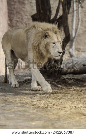 portrait of a white lion walking in the jungle
