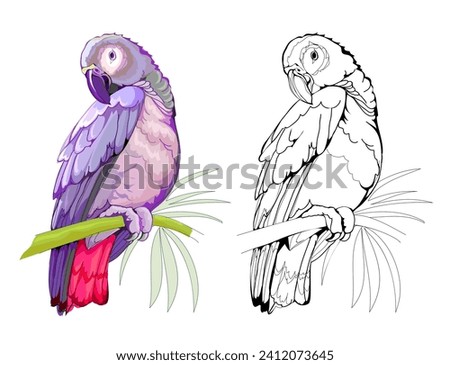 Colorful and black and white page for coloring book. Illustration of a cute little tropical parrot. Printable worksheet for children. Flat clip-art drawing. Vector cartoon image. Animals for kids.