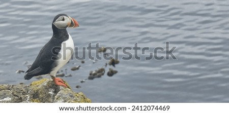 Scenes from the Isle of May in Scotland, it is all about the puffins and flowers