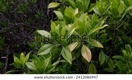 mangrove leaves that exude true naturalness and freshness. The fine details of the bright green leaves create a fresh and stunning appearance in the village of Banano