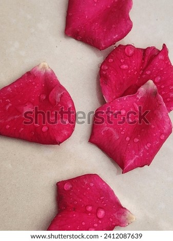 Rose petals with dewdrops, looks fresh